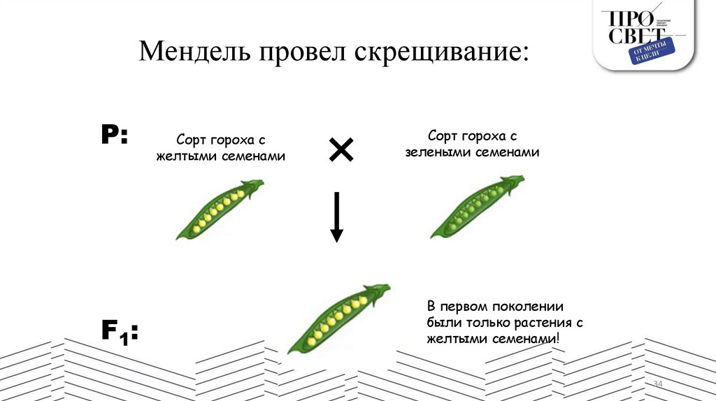 Мендель провел скрещивание: