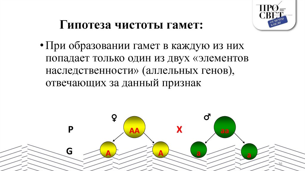 Гипотеза чистоты гамет: