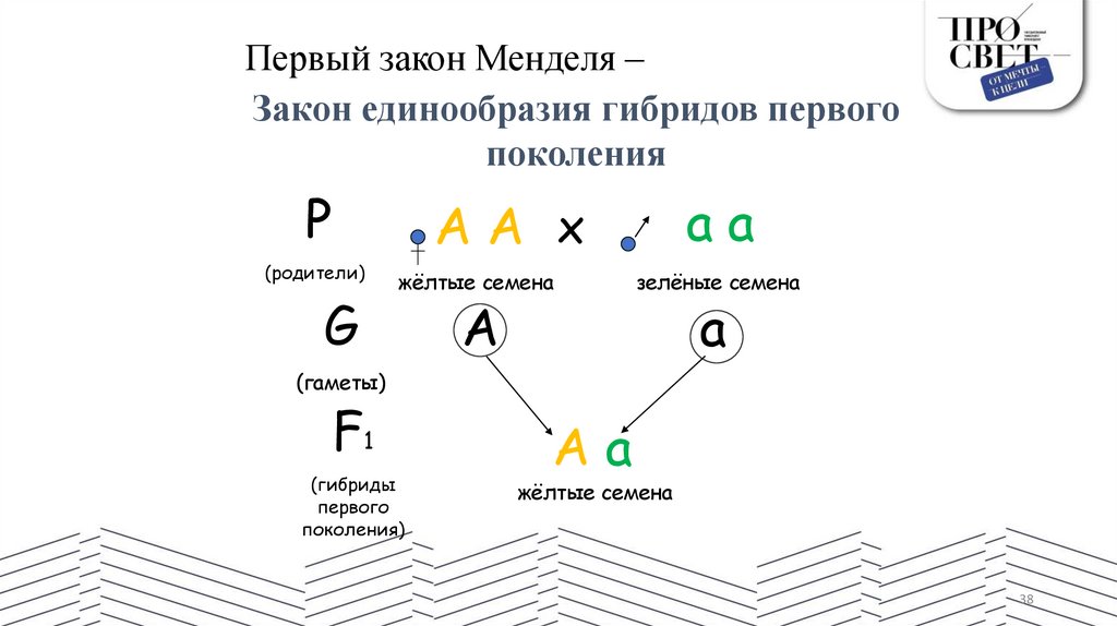 Первый закон Менделя –