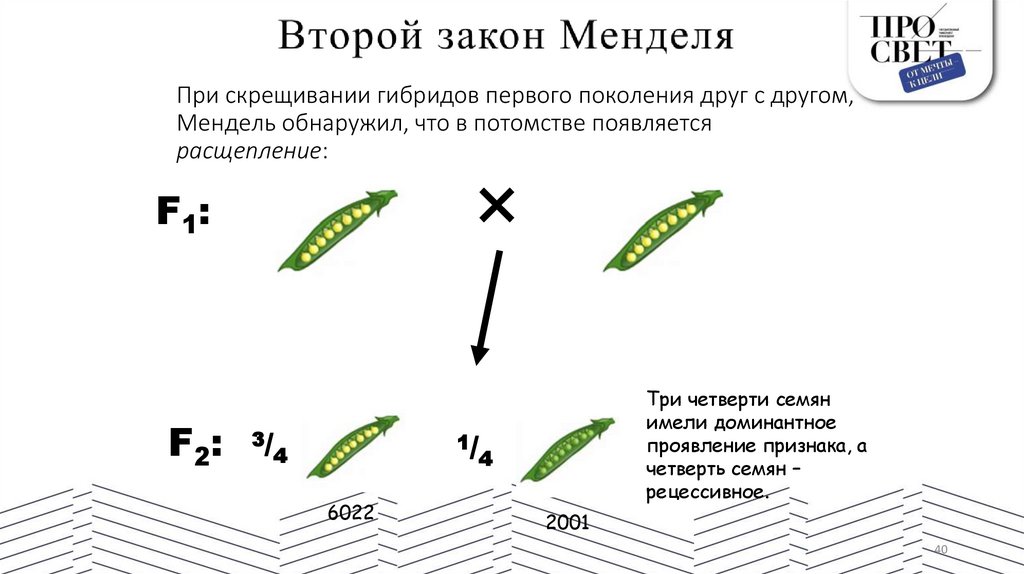 При скрещивании гибридов первого поколения друг с другом, Мендель обнаружил, что в потомстве появляется расщепление:
