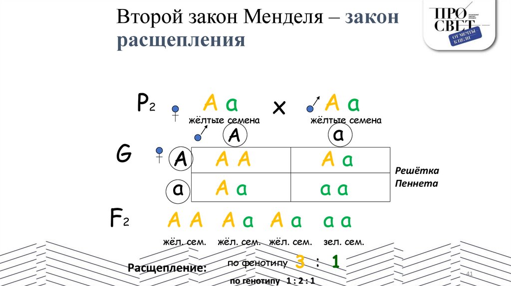 Второй закон Менделя – закон расщепления