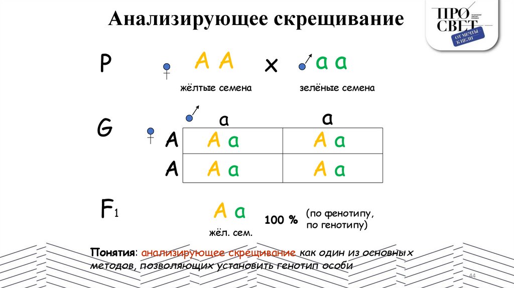 Анализирующее скрещивание
