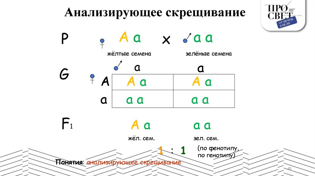 Анализирующее скрещивание