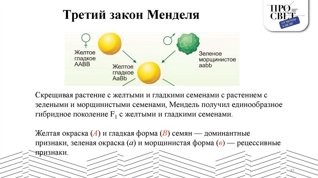 Третий закон Менделя