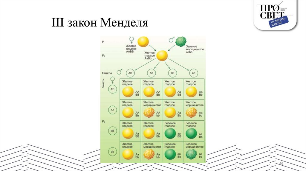 III закон Менделя