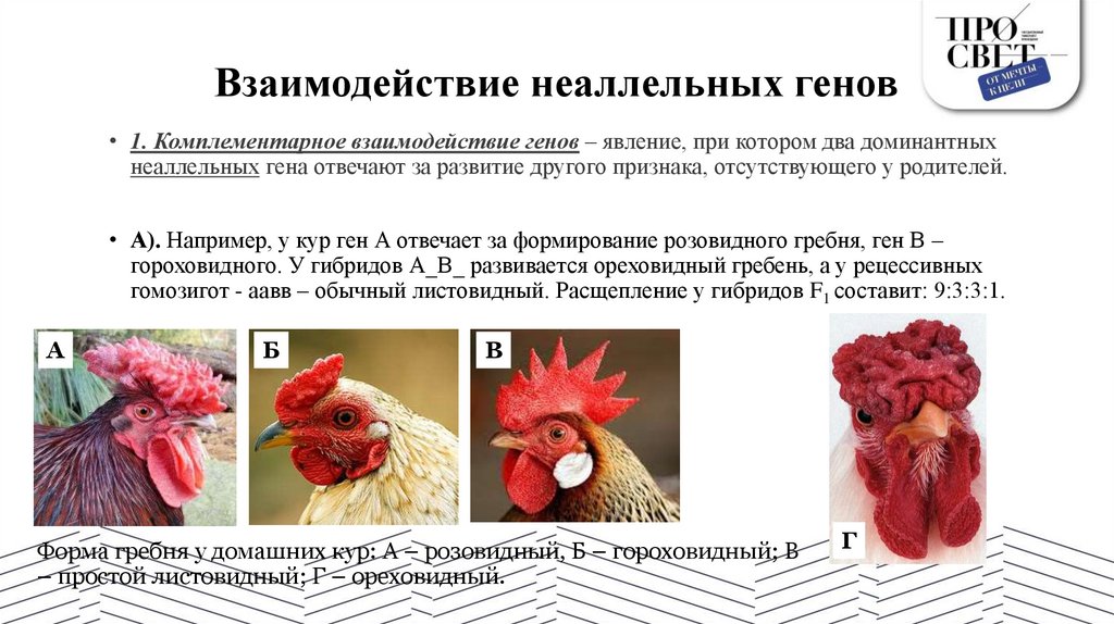 Взаимодействие неаллельных генов