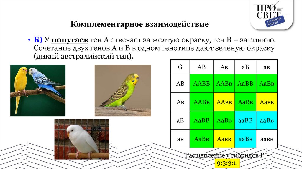 Комплементарное взаимодействие