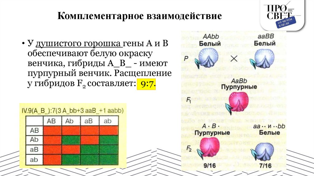 Комплементарное взаимодействие
