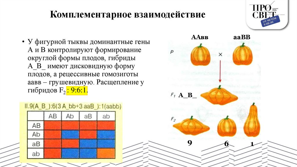 Комплементарное взаимодействие