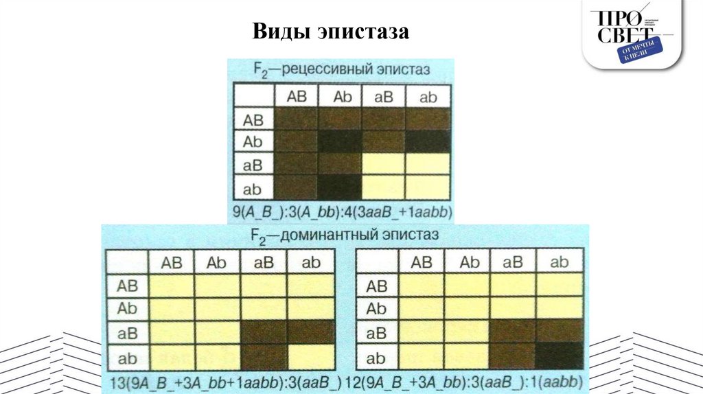Виды эпистаза