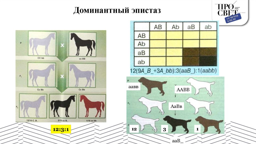 Доминантный эпистаз