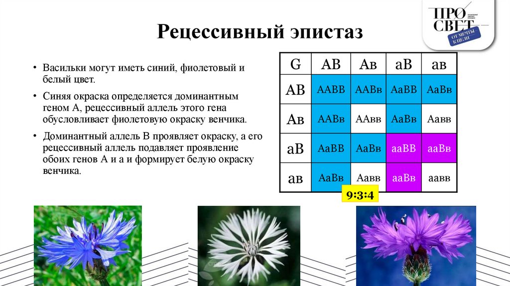 Рецессивный эпистаз