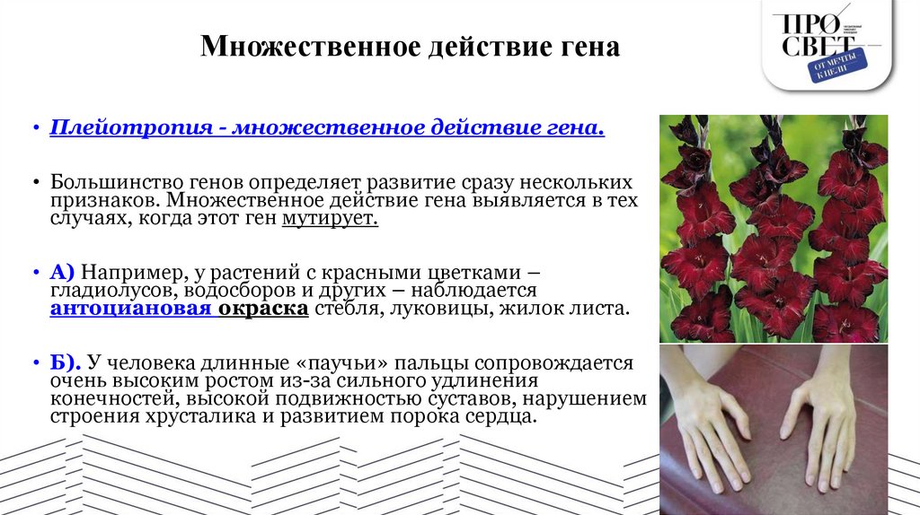 Множественное действие гена