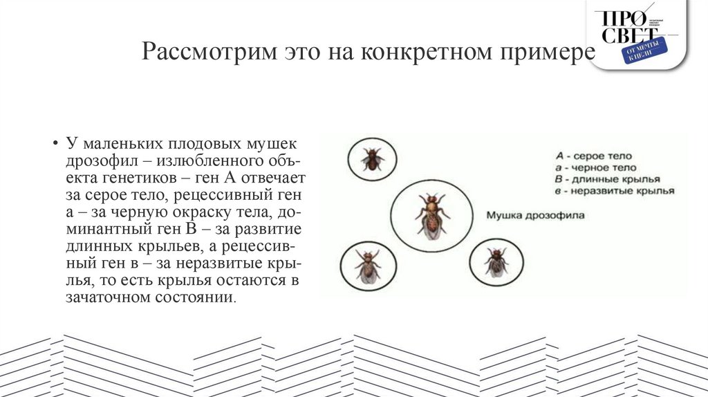 Рас­смот­рим это на кон­крет­ном при­ме­ре
