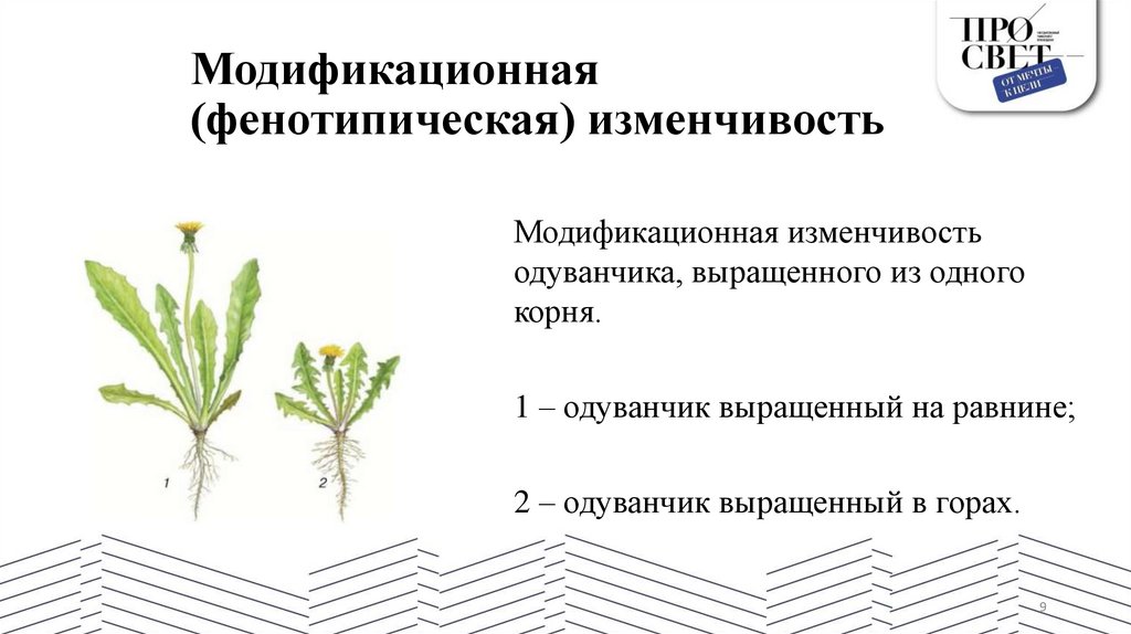 Модификационная (фенотипическая) изменчивость