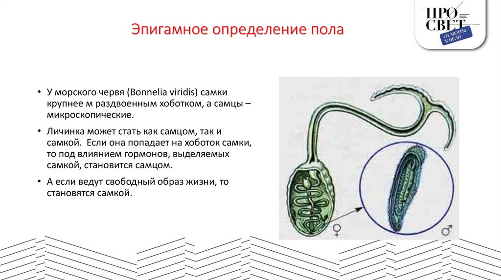 Эпигамное определение пола