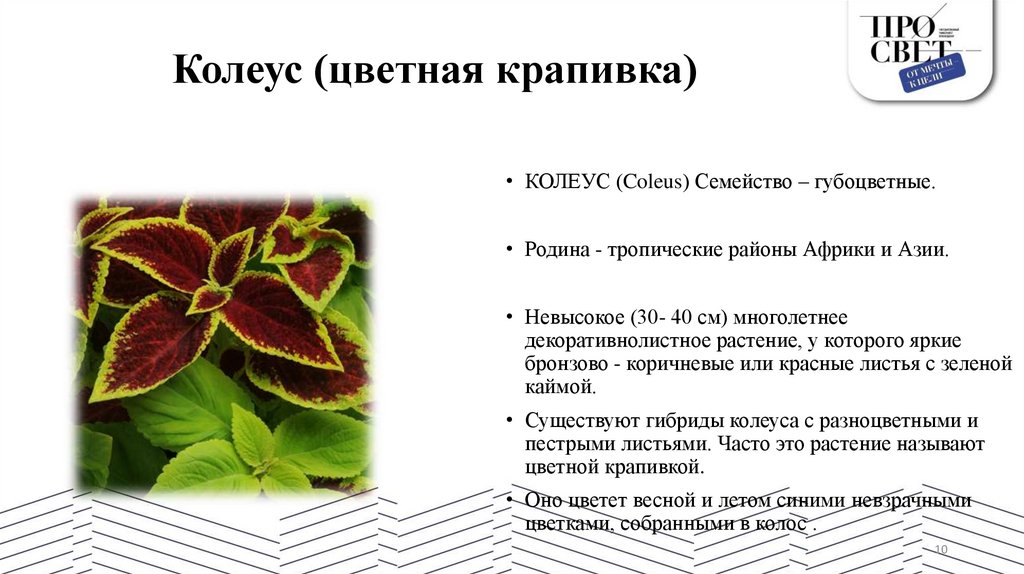 Колеус (цветная крапивка)