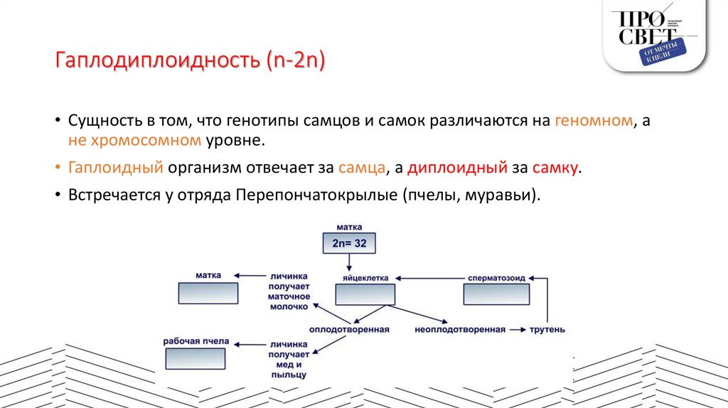 Гаплодиплоидность (n-2n)