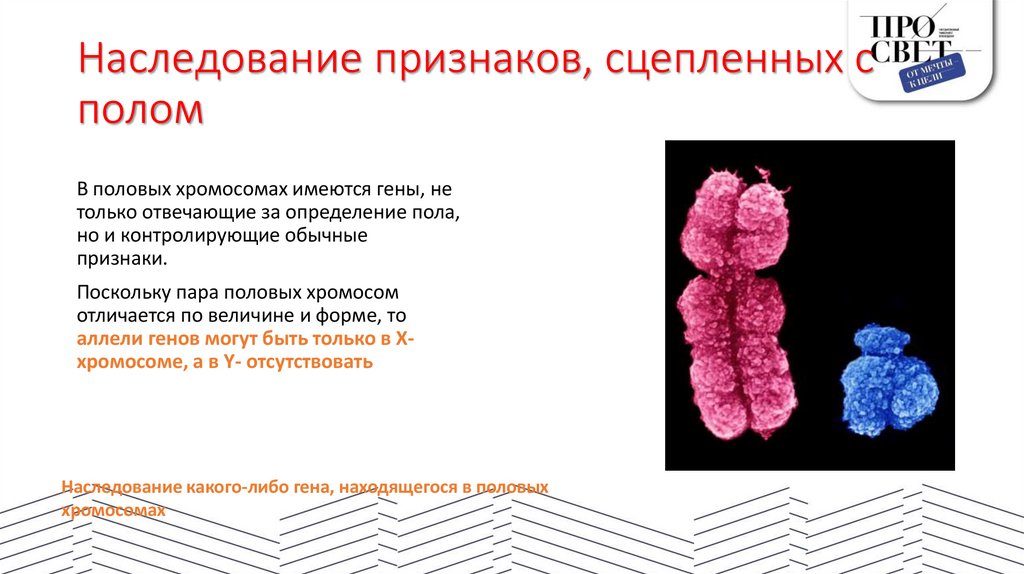 Наследование признаков, сцепленных с полом