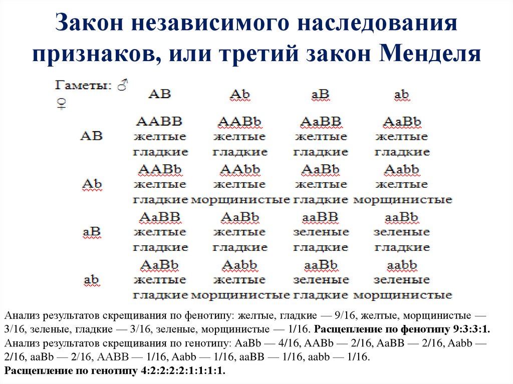 Закон независимого наследования признаков, или третий закон Менделя