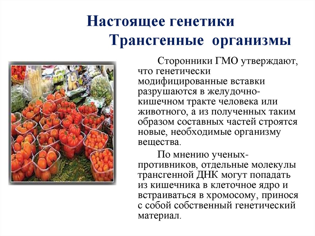 Настоящее генетики Трансгенные организмы