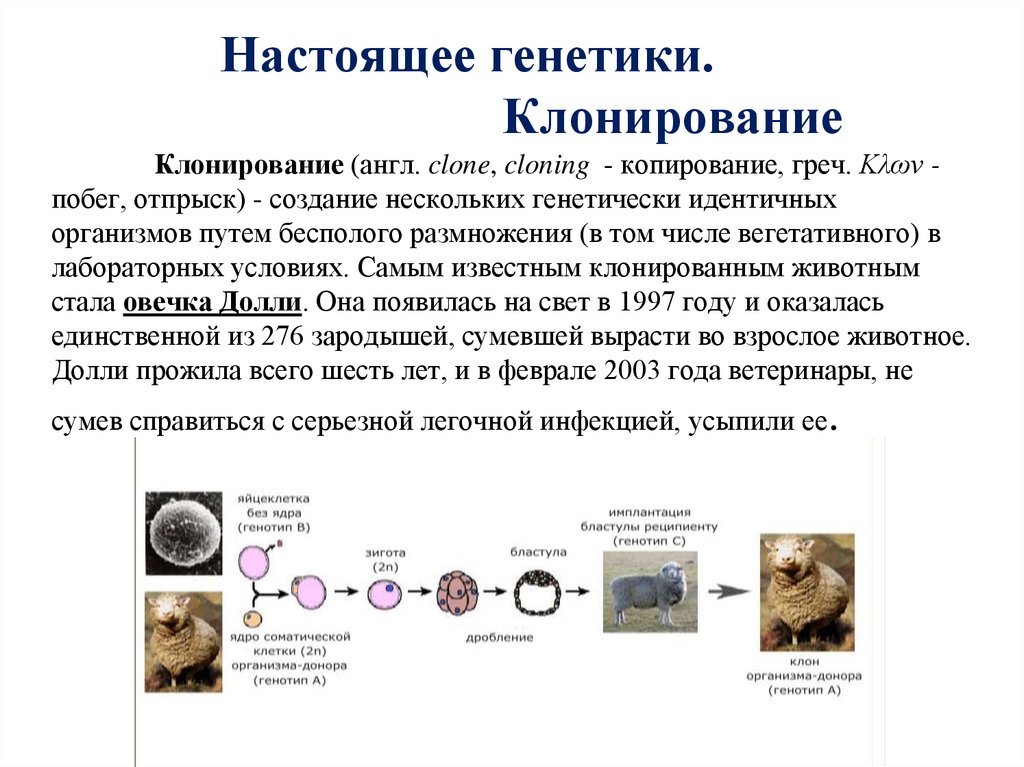 Настоящее генетики. Клонирование