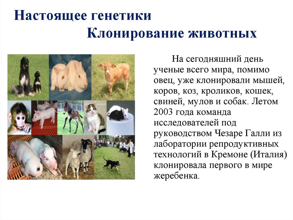 Настоящее генетики Клонирование животных