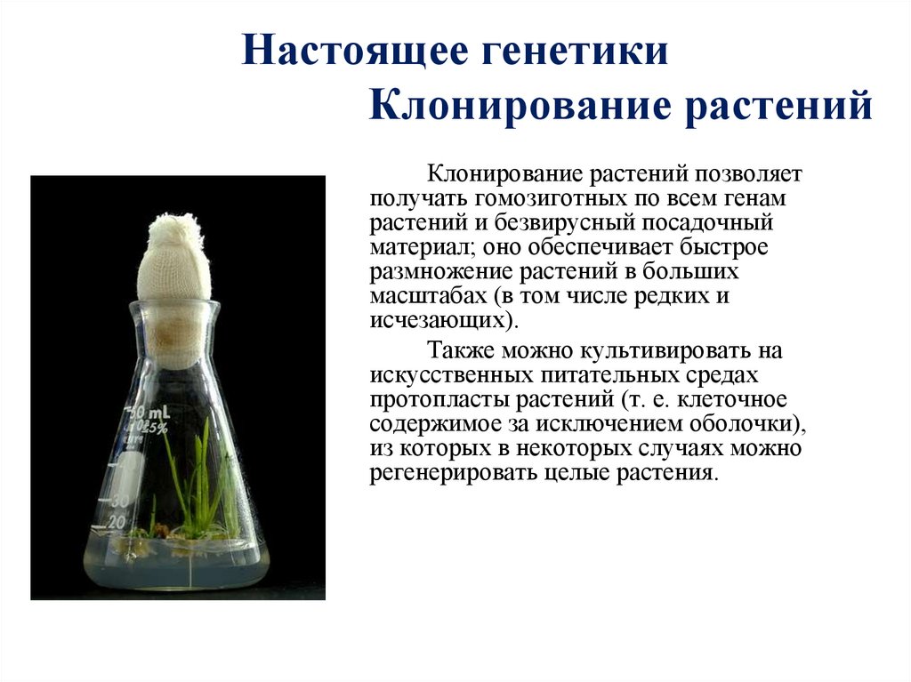 Настоящее генетики Клонирование растений