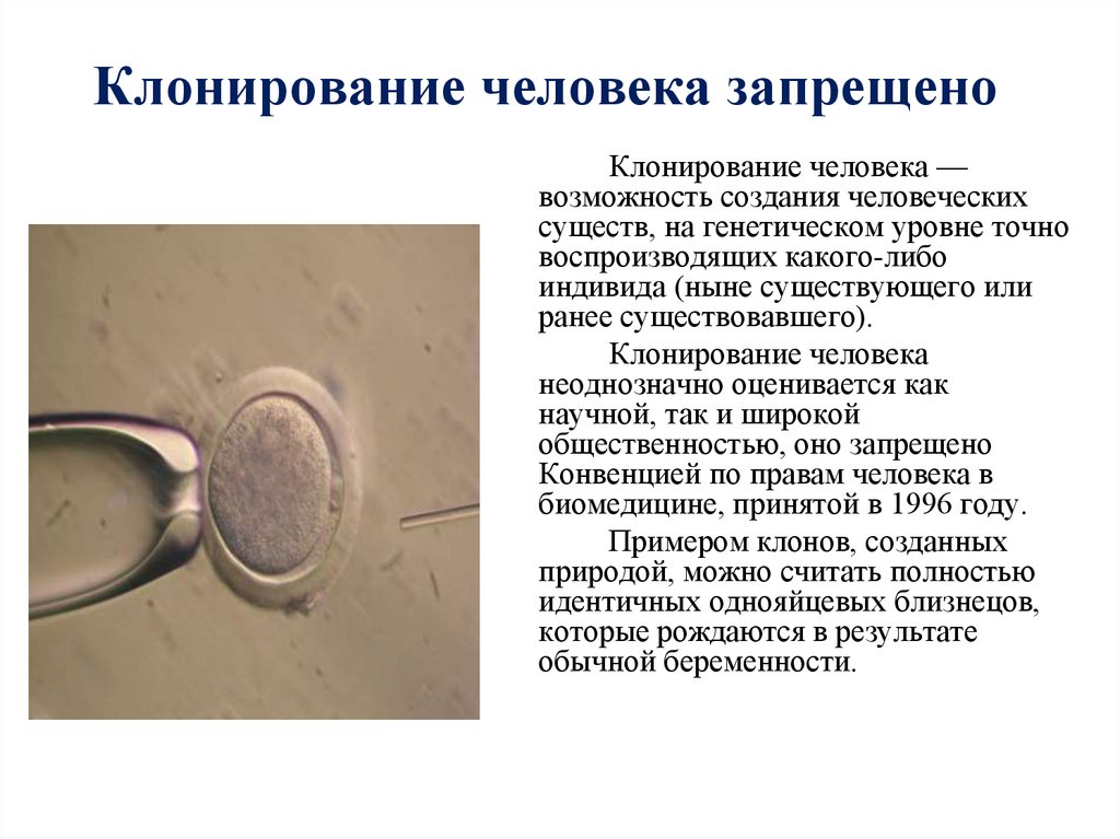 Клонирование человека запрещено