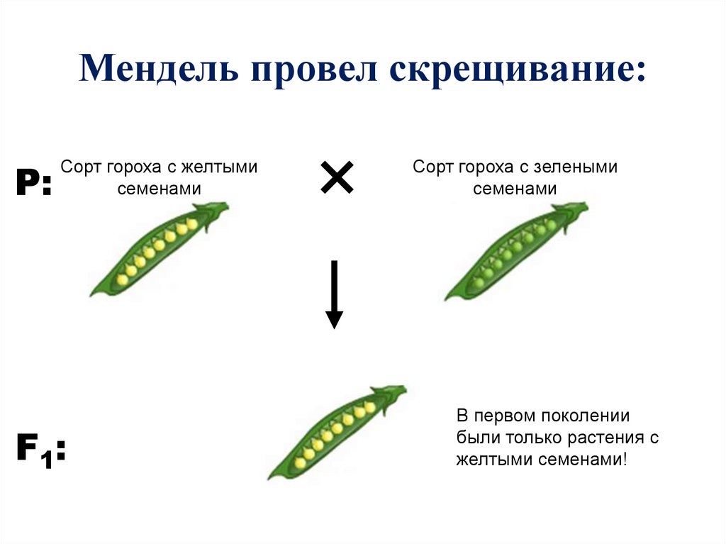 Мендель провел скрещивание: