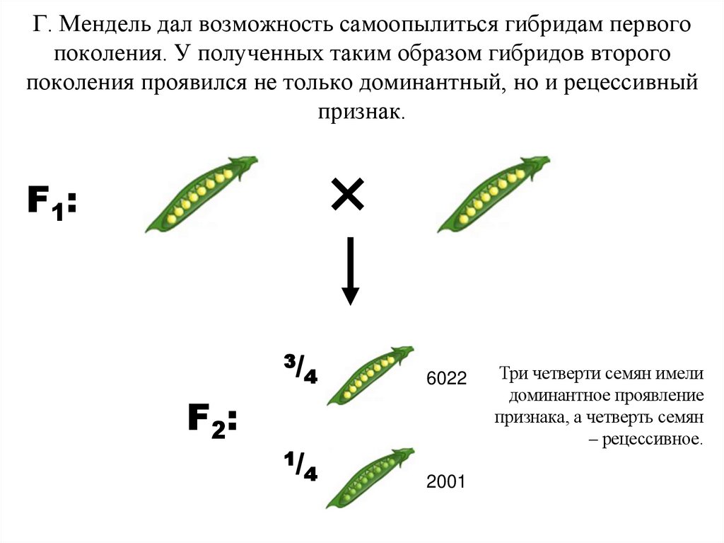 Г. Мендель дал возможность самоопылиться гибридам первого поколения. У полученных таким образом гибридов второго поколения