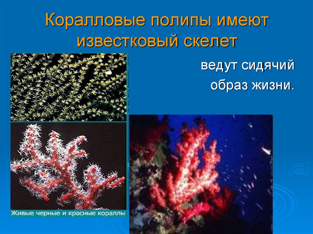 Коралловые полипы имеют известковый скелет