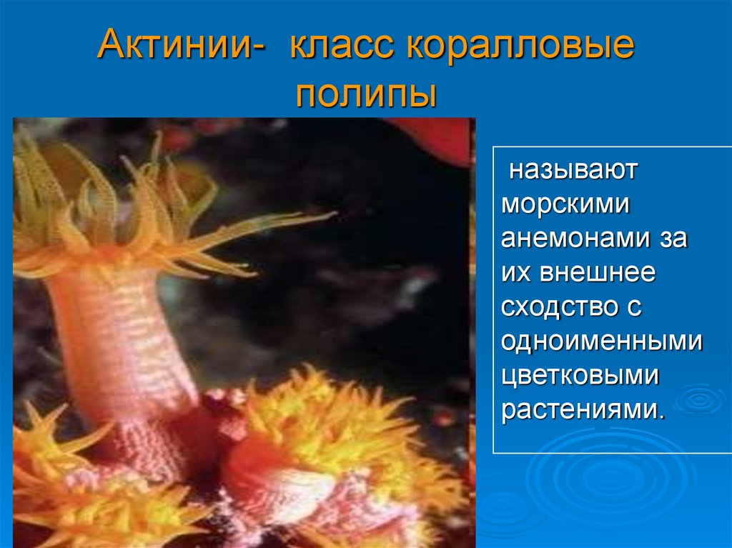 Актинии- класс коралловые полипы