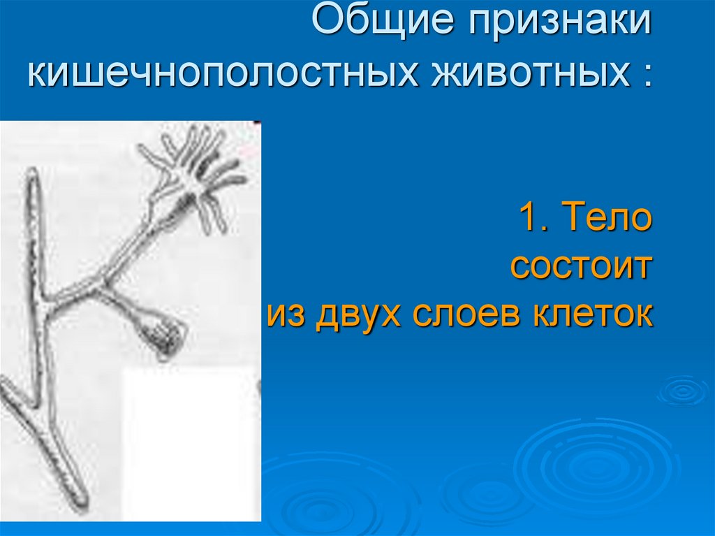 Общие признаки кишечнополостных животных : 1. Тело состоит из двух слоев клеток