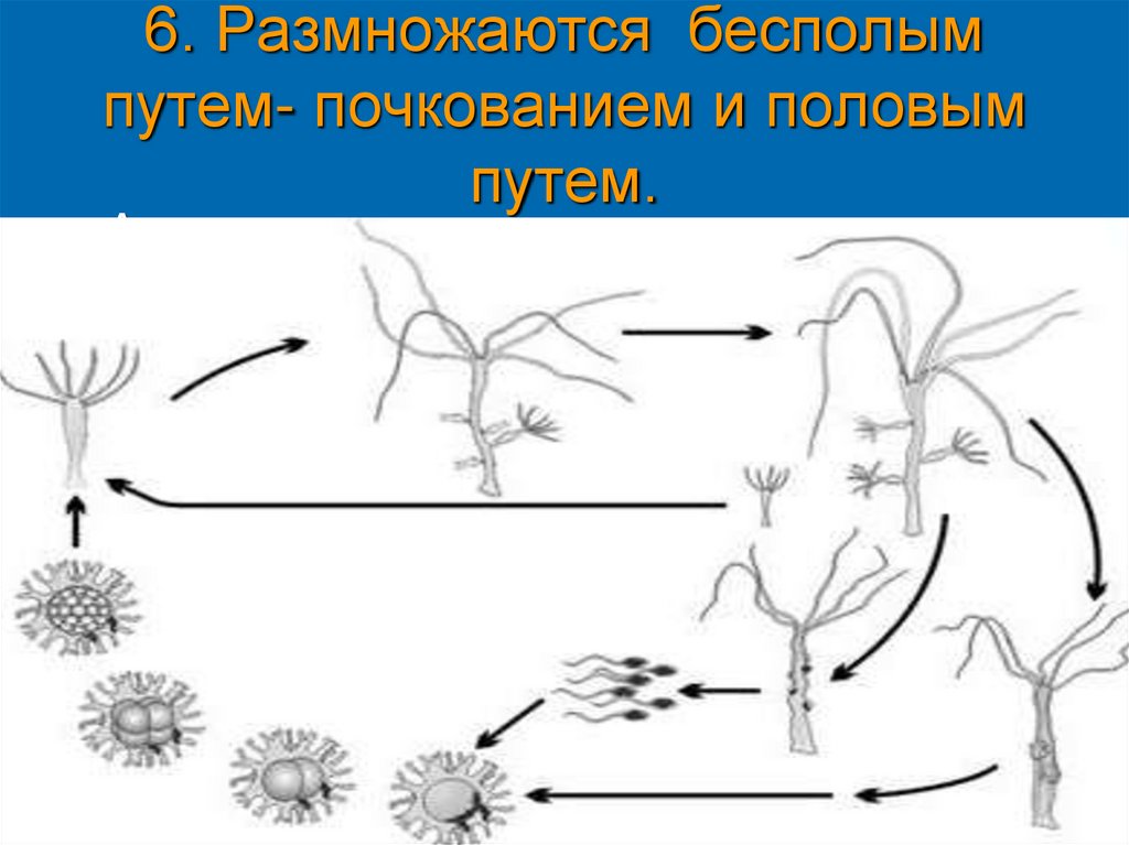 6. Размножаются бесполым путем- почкованием и половым путем.