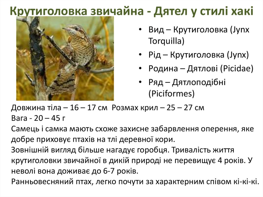 Крутиголовка звичайна - Дятел у стилі хакі