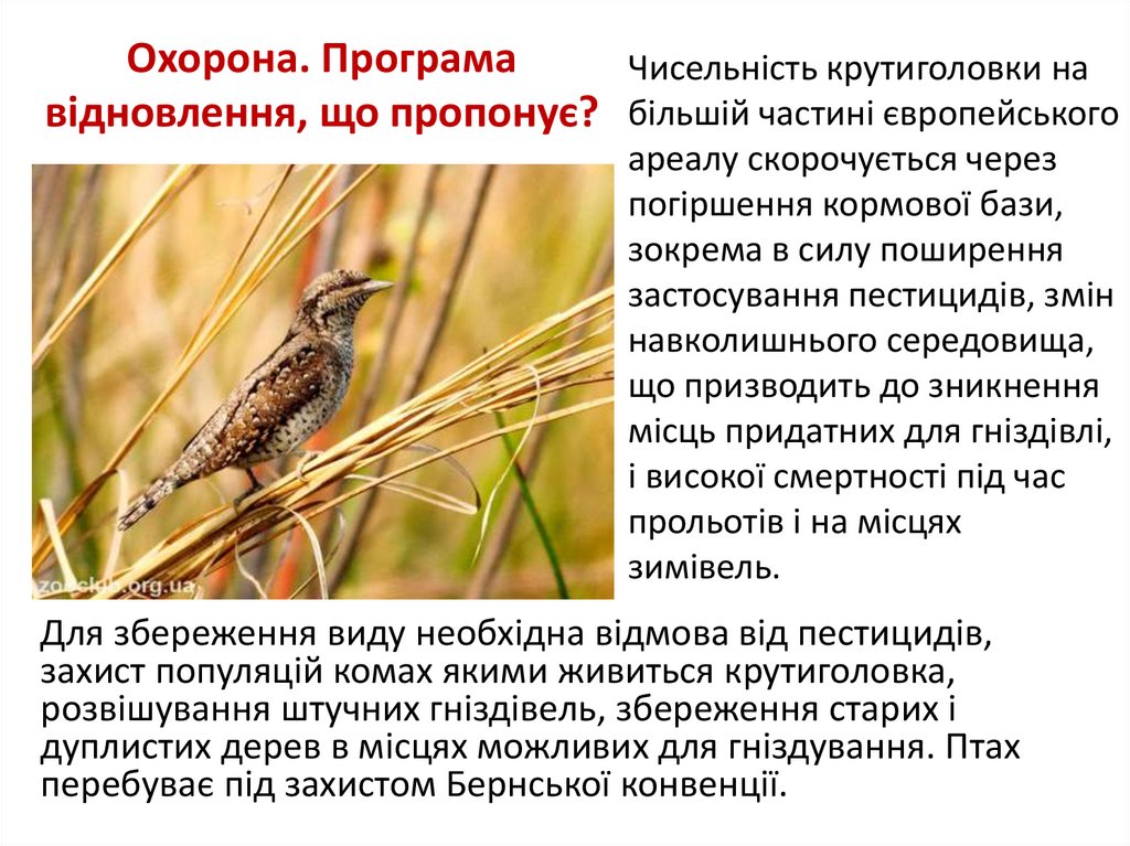 Охорона. Програма відновлення, що пропонує?