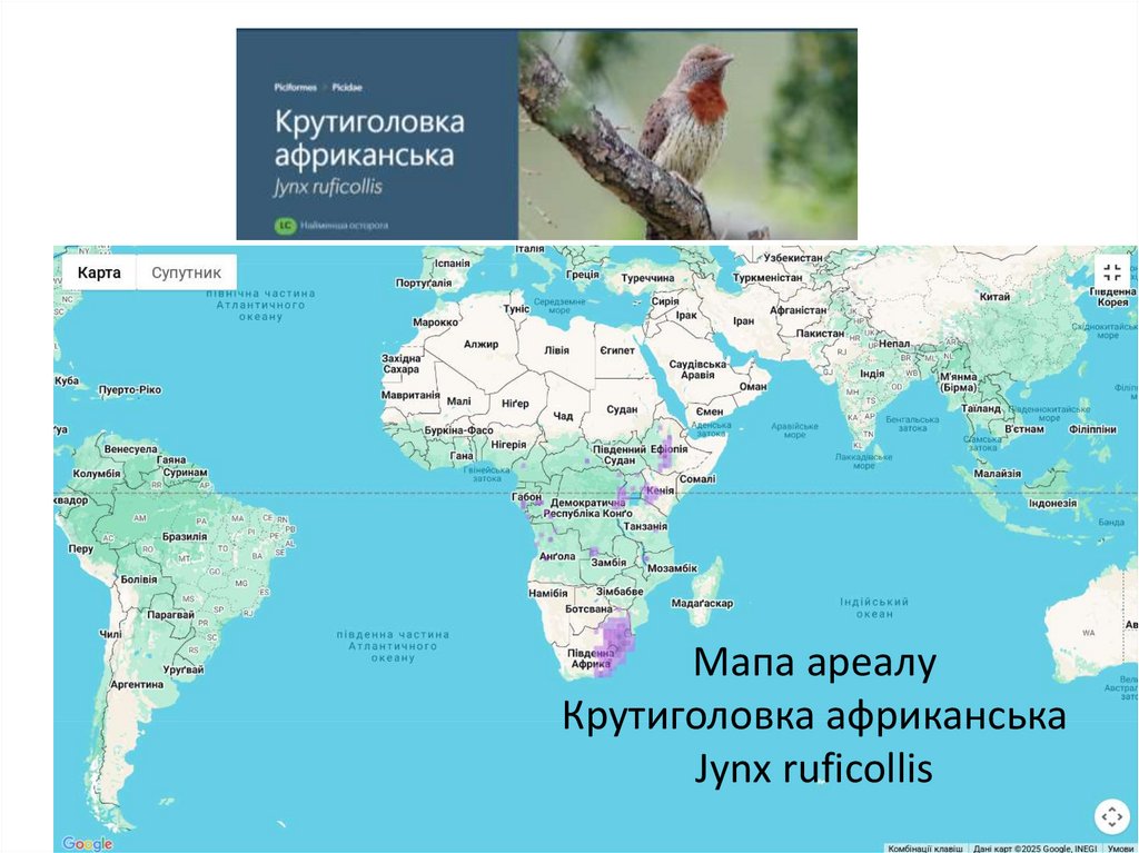 Мапа ареалу Крутиголовка африканська Jynx ruficollis