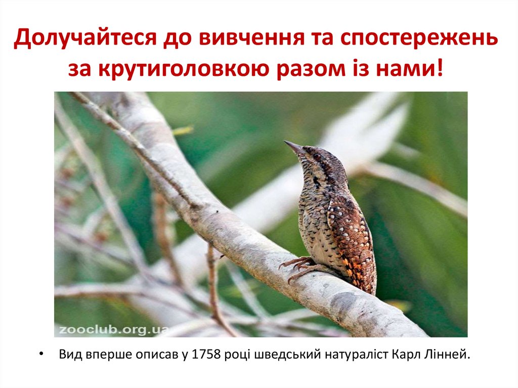 Долучайтеся до вивчення та спостережень за крутиголовкою разом із нами!