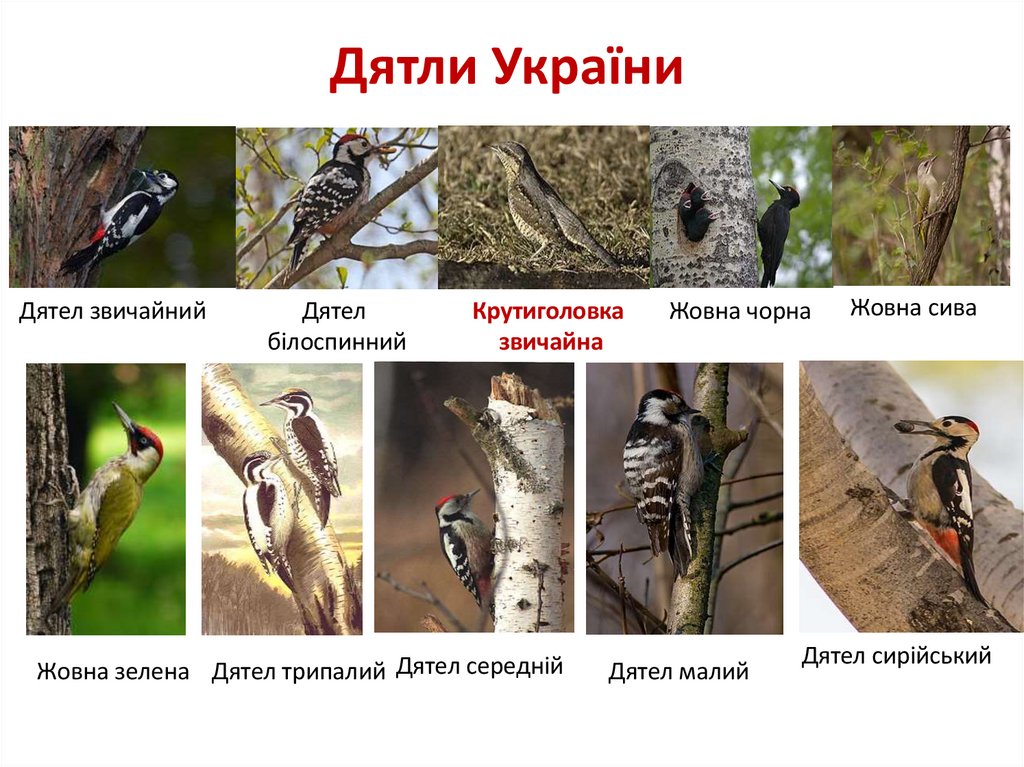 Дятли України