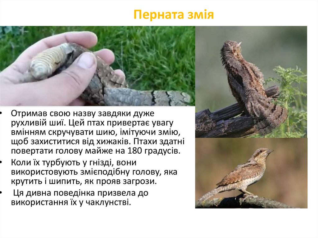 Перната змія