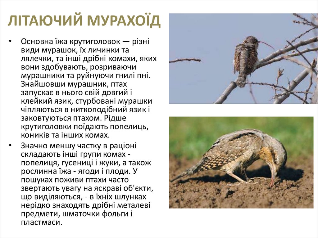 ЛІТАЮЧИЙ МУРАХОЇД