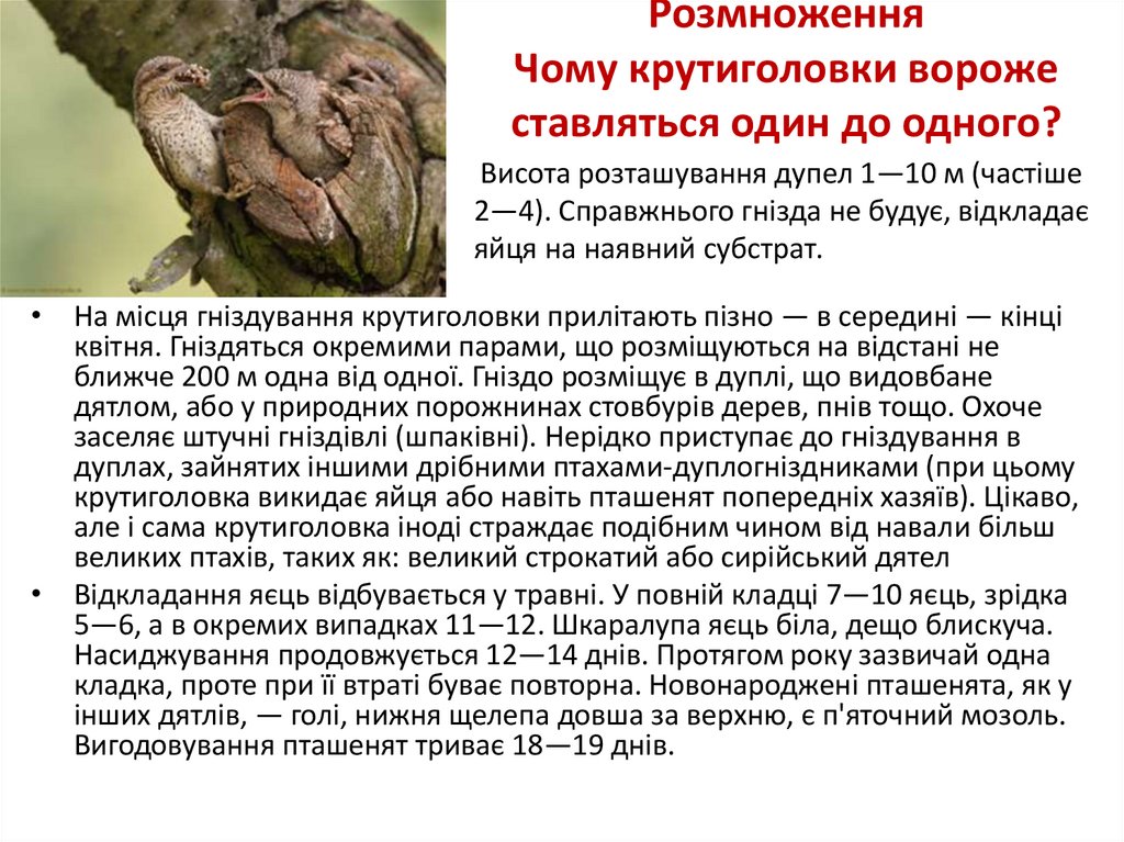 Розмноження Чому крутиголовки вороже ставляться один до одного?