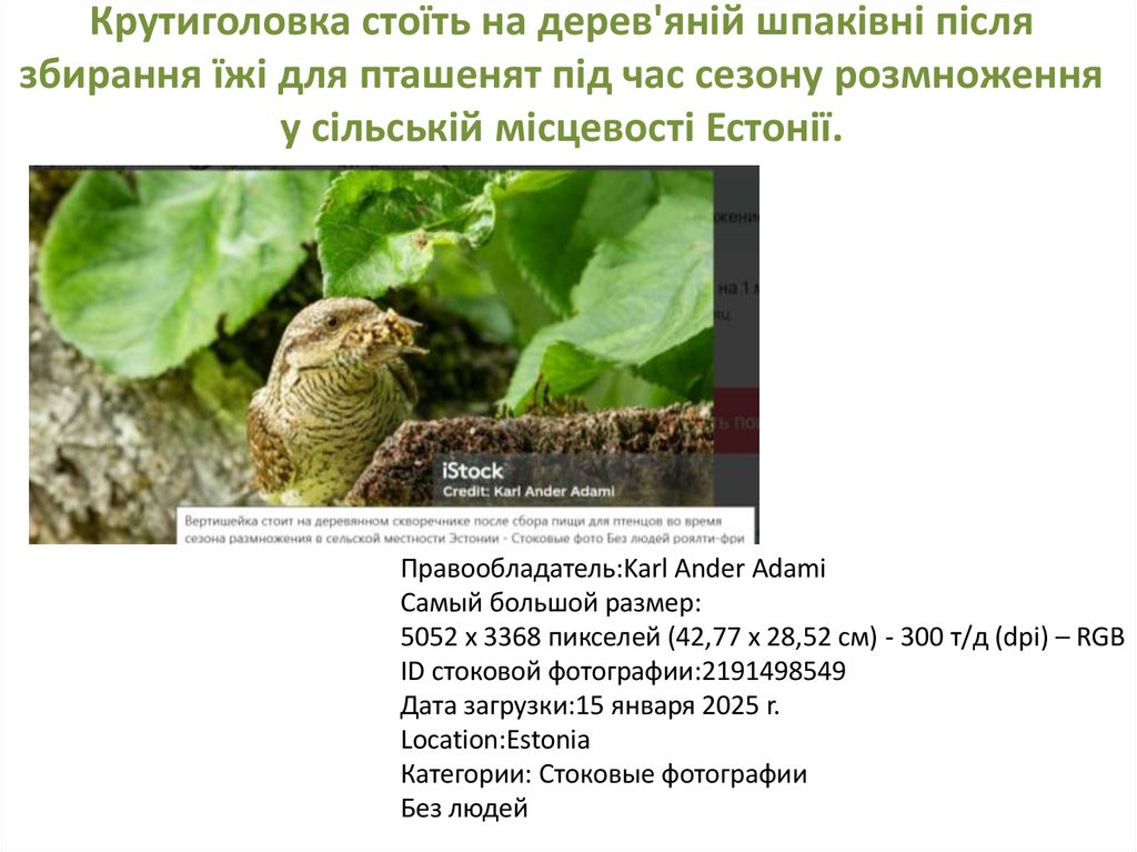 Крутиголовка стоїть на дерев'яній шпаківні після збирання їжі для пташенят під час сезону розмноження у сільській місцевості