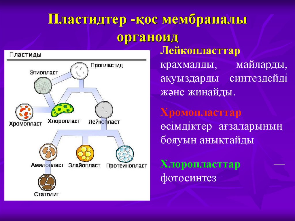 Пластидтер -қос мембраналы органоид