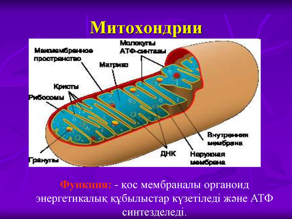 Митохондрии
