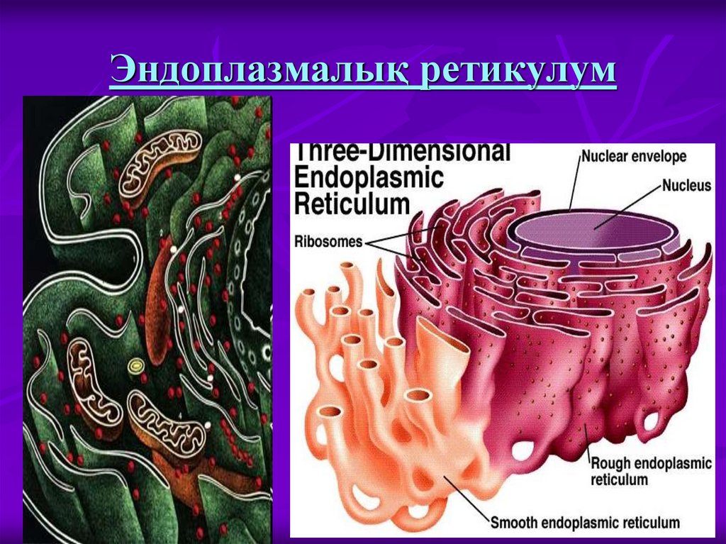 Эндоплазмалық ретикулум