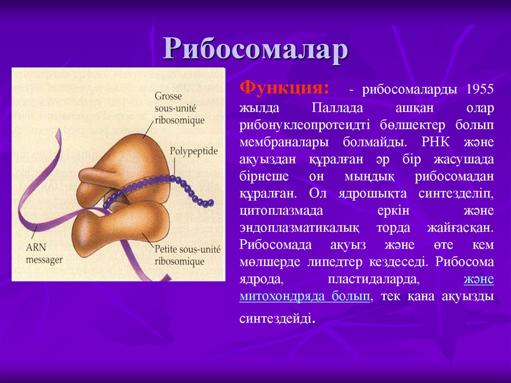 Рибосомалар