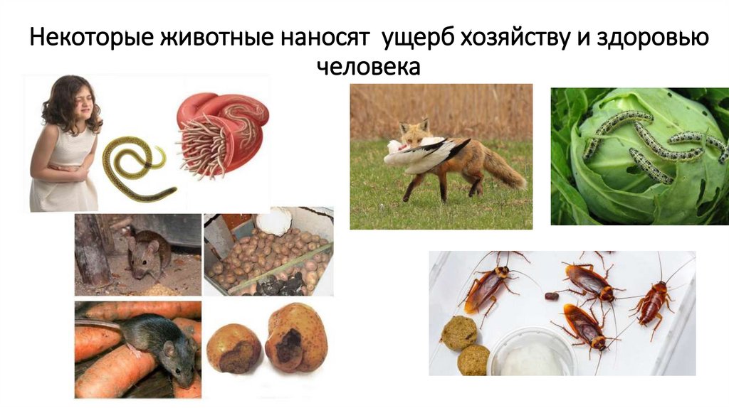 Некоторые животные наносят ущерб хозяйству и здоровью человека