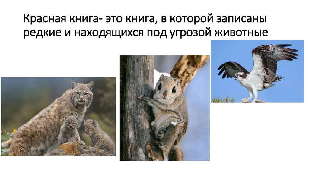 Красная книга- это книга, в которой записаны редкие и находящихся под угрозой животные